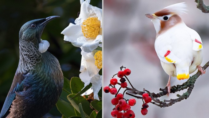 Beautiful Bird Photos From Around The World - 1