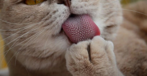 7 Stunning and Interesting Facts About Cat Tongues.