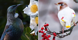 Beautiful Bird Photos From Around The World