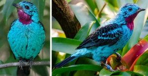 Shining Turquoise Plumage Contrasts Well With Jet Black Spangles And A Glistening Jewel Like Purple Throat! 
