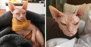 Meet Loki, The World’s Grumpiest Sphynx Cat Who Looks Like He’s Judging Your Poor Life Choices