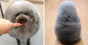 Fluffy Dog Comes Back From The Groomer And Becomes The Roundest Fluff Ball Ever