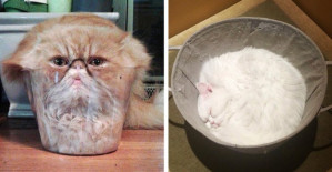Funny Photos That Prove Cats Will Fit Anywhere