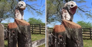 A Bird You Can't Take Your Eyes Off Potoo Caught On Camera For The First Time