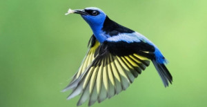 Wearing Mesmerizing Cobalt Blue Coat And Turquoise Crown, Red-Legged Honeycreeper 