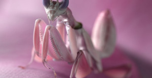 Orchid Mantis-The Beautiful Bug That Looks Just Like A Flower