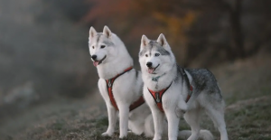 10 Fun Facts About Siberian Huskies