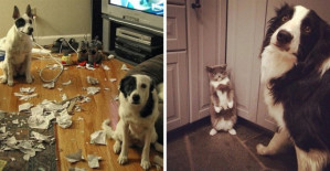 20 Times Dogs And Cats Proved To Be The Worst Liars Ever