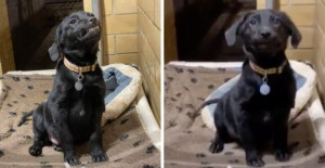 Puppy Looking For A Forever Home Smiles At Everyone Who Passes By Him At Shelter