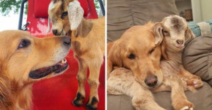 Golden Retriever Lives On A Farm With These Baby Goats And She Thinks She Is Their Mom