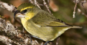 Critically Endangered Bird Believed Dead Spotted Alive in Hawaiian Islands