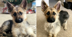 Meet Ranger, The Tiny German Shepherd With Dwarfism That Will Look Like A Puppy Forever