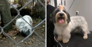 Little Dog Who Lived Chained To A Tree For 7 Years While Forced to Eat Off The Ground Is Finally Given A Second Chance At Life