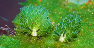 These little critters look like plants, but they’re actually animals.
