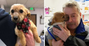 Puppy Thrown Off A Bridge With Mouth Taped Shut Is Reunited With His Savior And Can’t Stop Thanking Him