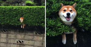 Shiba Inu Gets Stuck In A Bush, But Keeps Smiling Like Nothing Happened