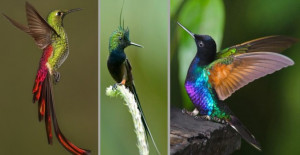 Strange And Beautiful Hummingbird Species