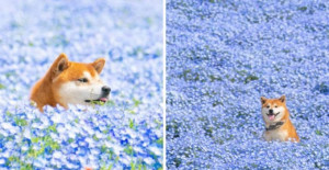 This Rescue Shiba Inu Loves To Be Surrounded By Flowers, And These Are 10 Of His Cutest Photos