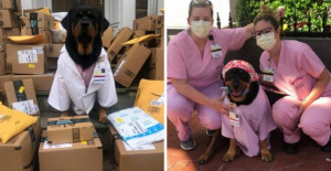 Meet ‘Dogtor’ Loki, The Therapy Rottweiler Who Is Delivering Thousands Of Healing Kits To Nurses On The Frontlines