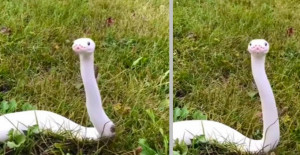 A Gorgeous White Snake Was Spotted In A Grassy Field