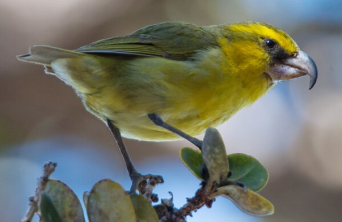 Critically Endangered Bird Believed Dead Spotted Alive in Hawaiian Islands - 2