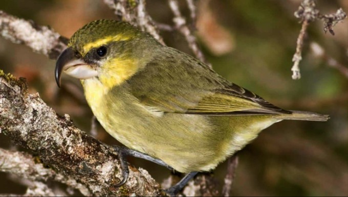 Critically Endangered Bird Believed Dead Spotted Alive in Hawaiian Islands - 1