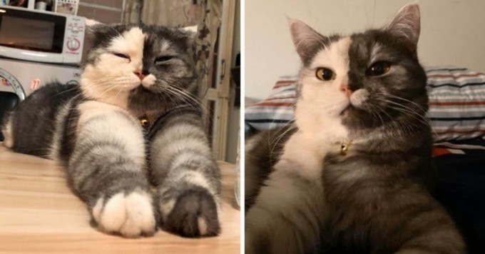 two faced cat - 1