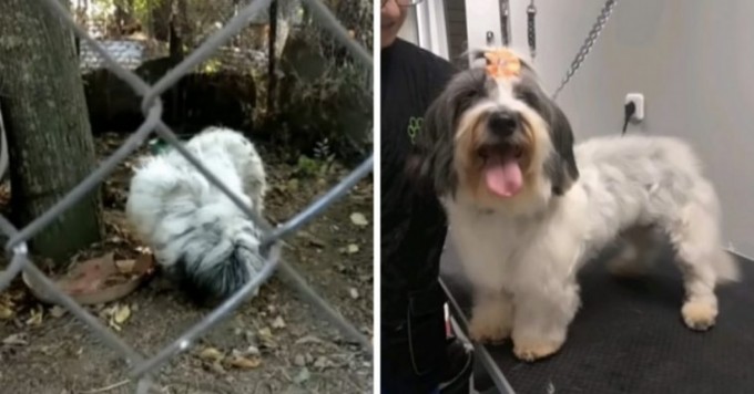 Little Dog Who Lived Chained To A Tree For 7 Years While Forced to Eat Off The Ground Is Finally Given A Second Chance At Life - 1