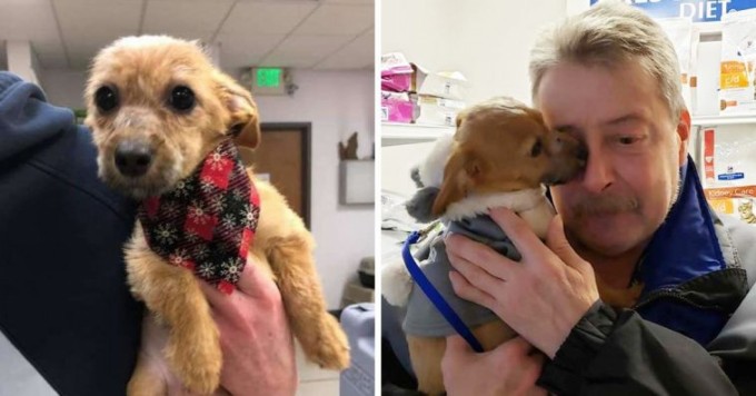 Puppy Thrown Off A Bridge With Mouth Taped Shut Is Reunited With His Savior And Can’t Stop Thanking Him - 1