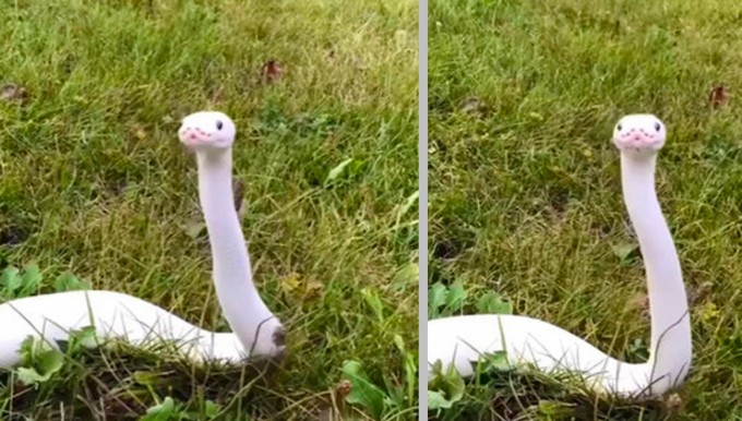 A Gorgeous White Snake Was Spotted In A Grassy Field - 1